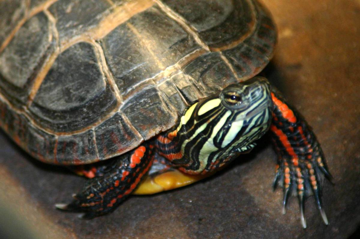 Painted Turtle Facts, Characteristics, Habitat and More
