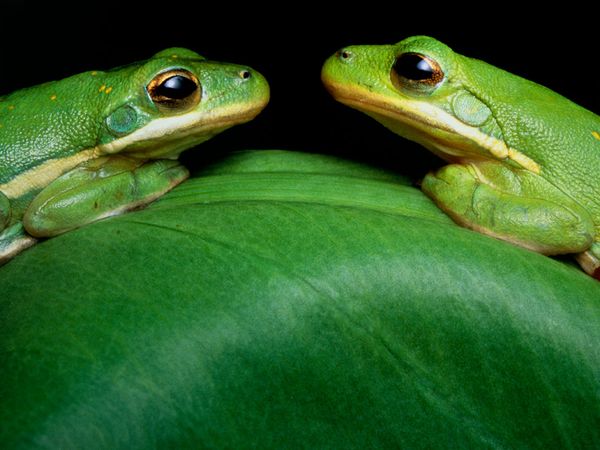 Pictures of Green Tree Frog