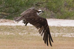 Flying Northern Bobwhite Flying Northern Bobwhite Image
