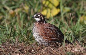 Northern Bobwhite Images Images of Northern Bobwhite