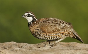 Northern Bobwhite Photos Photos of Northern Bobwhite