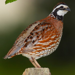 Northern Bobwhite Pictures Pictures of Northern Bobwhite