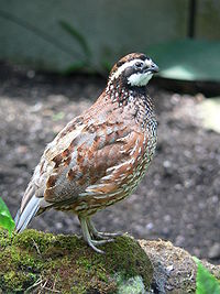 Northern Bobwhite Northern Bobwhite Picture