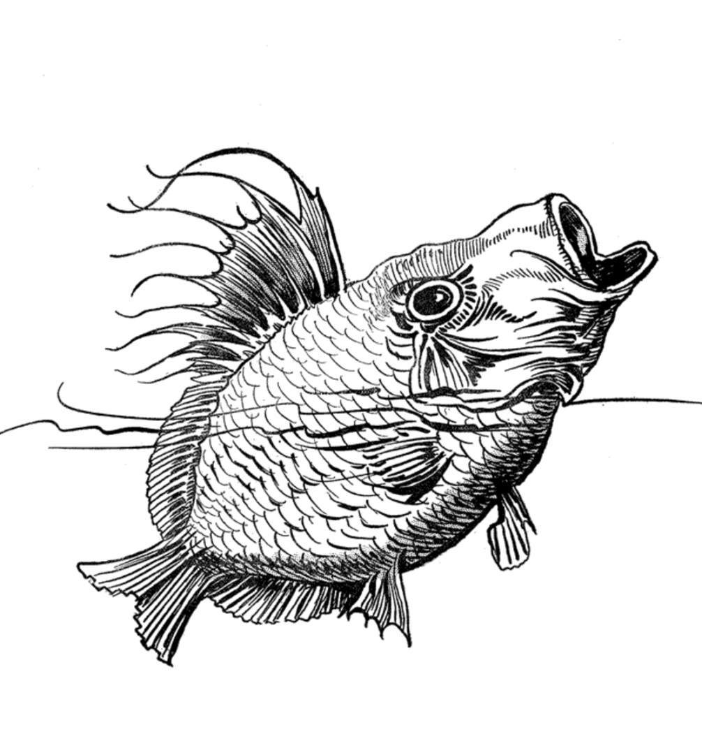 Fish Coloring Pages Picture – Animal Place