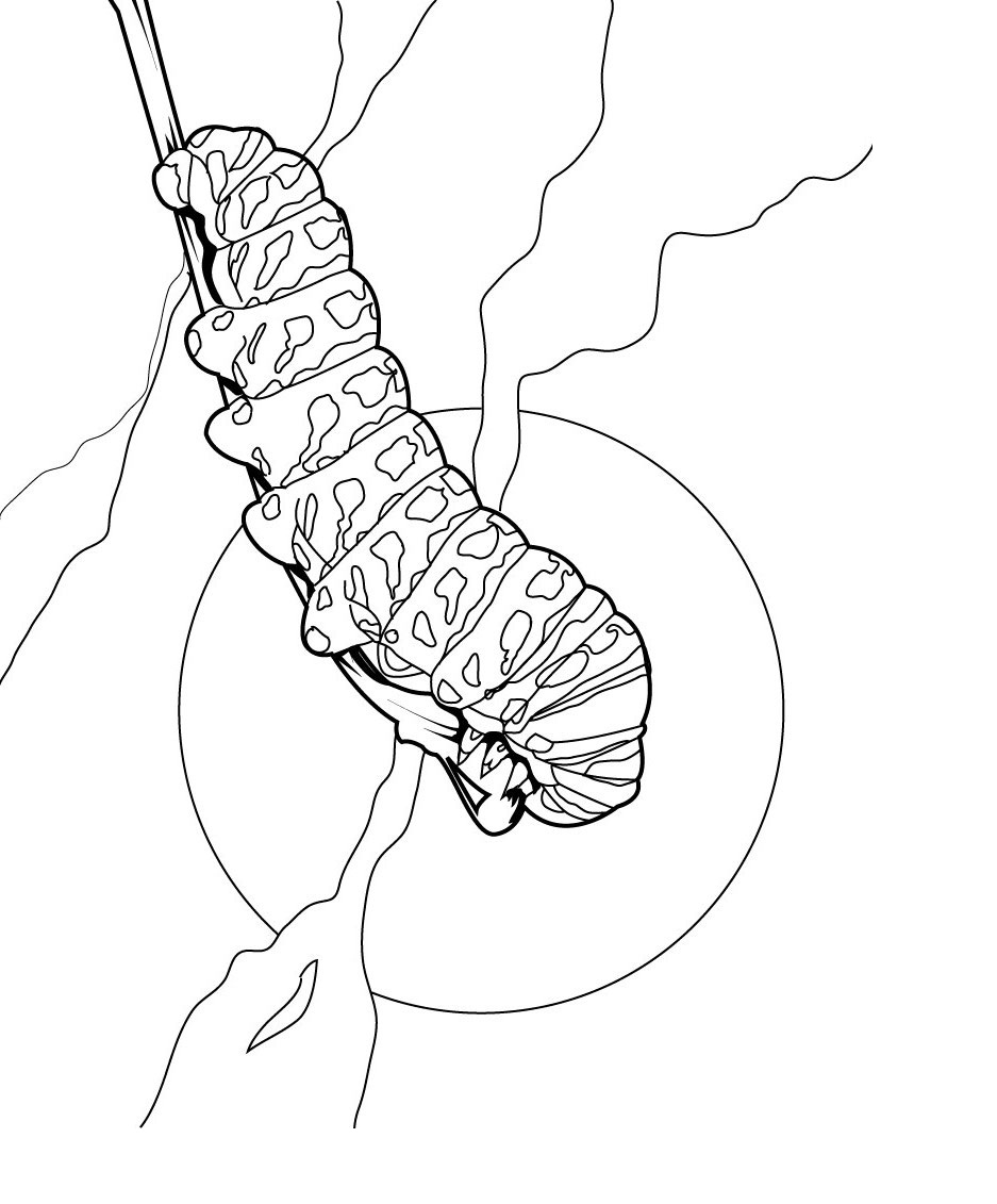 Free Printable Caterpillar Coloring Pages For Kids | Animal Place