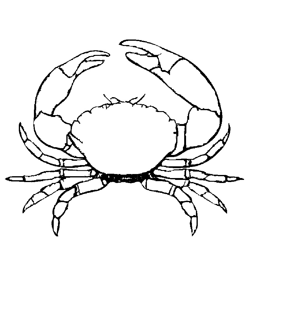 Crab coloring page