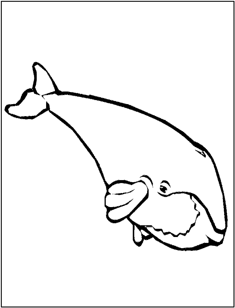 Free Printable Killer Whale Coloring Pages For Kids