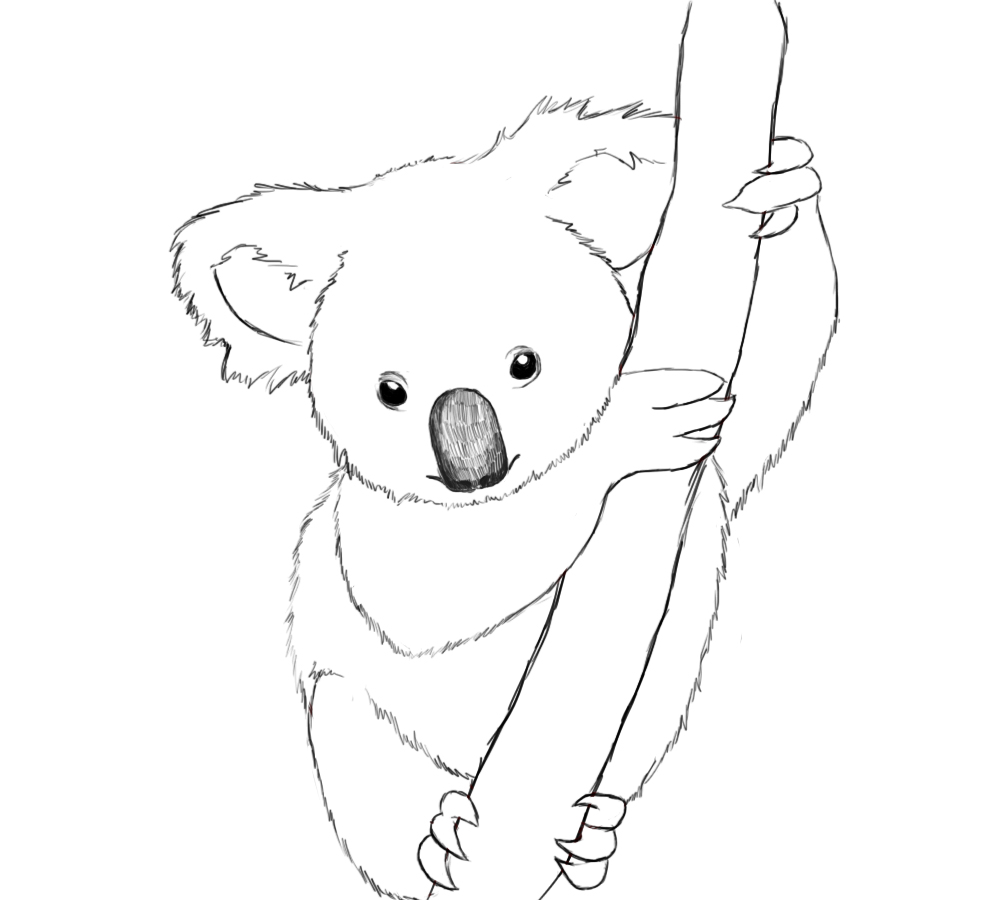 Free Printable Koala Coloring Pages For Kids Animal Place