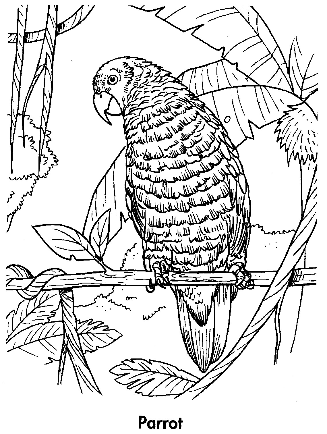 Free Printable Parrot Coloring Pages For Kids | Animal Place