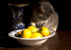 Get Rid of Fleas Naturally