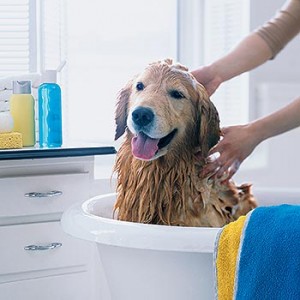 How To Get Rid of Fleas On Dog