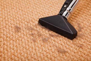 How To Get Rid of Fleas in Carpet