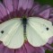 Cabbage White Butterfly: Facts, Characteristics, Habitat and More Cabbage White Butterfly: Facts, Characteristics, Habitat and More