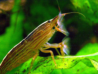 Bamboo Shrimp: Facts, Characteristics, Habitat and More