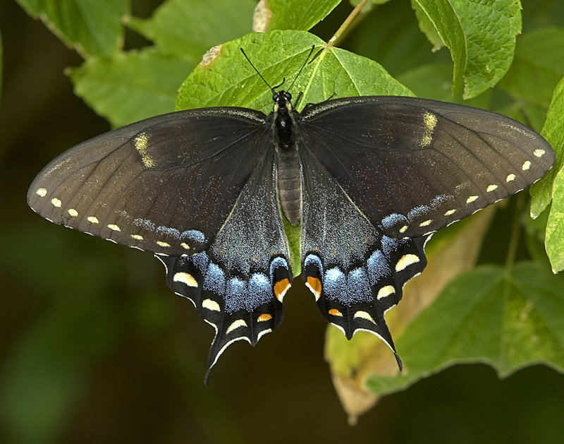 Black Swallowtail: Facts, Characteristics, Habitat and More