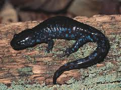 Blue Spotted Salamander: Facts, Characteristics, Habitat and More