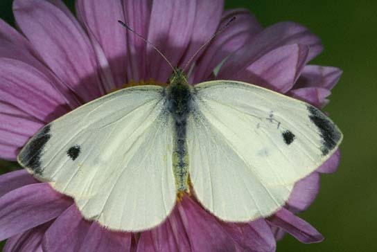 Cabbage White Butterfly: Facts, Characteristics, Habitat and More