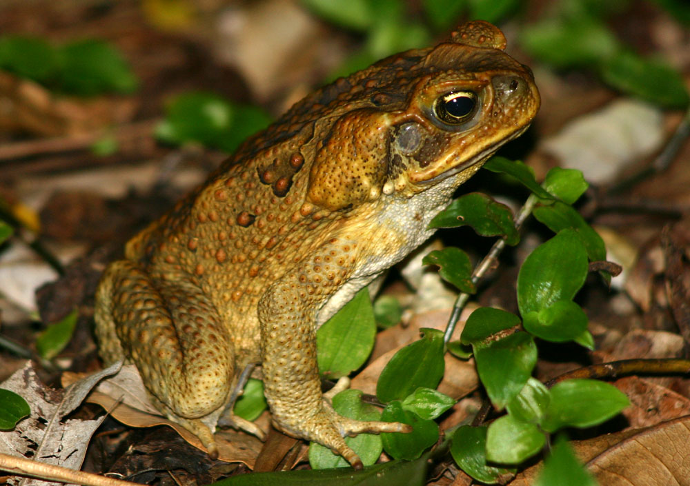 Cane Toad: Facts, Characteristics, Habitat and More