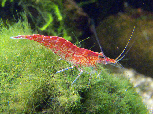 Cherry Shrimp: Facts, Characteristics, Habitat and More