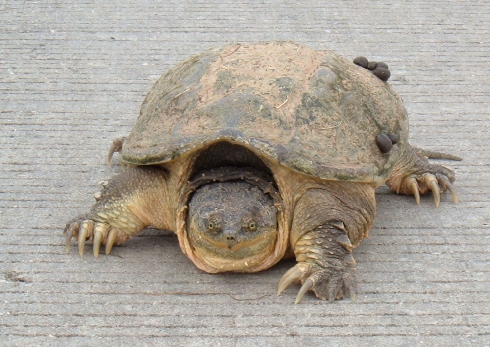 Common Snapping Turtle: Facts, Characteristics, Habitat and More