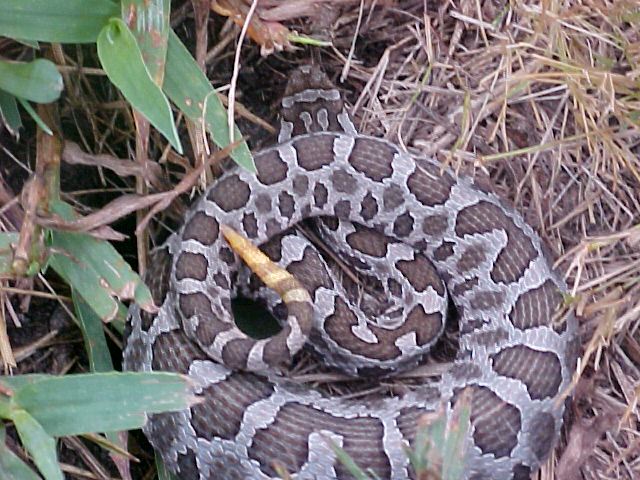 Eastern Massasauga Rattlesnake: Facts, Characteristics, Habitat and More