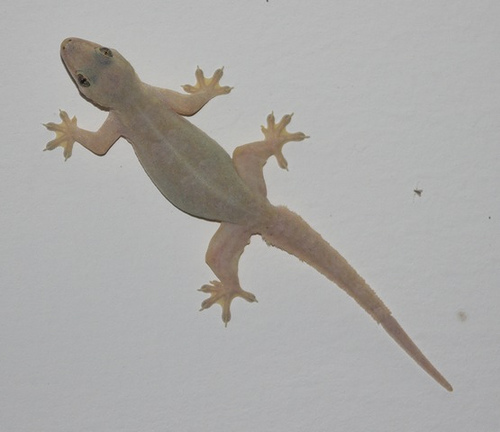 House Gecko: Facts, Characteristics, Habitat and More