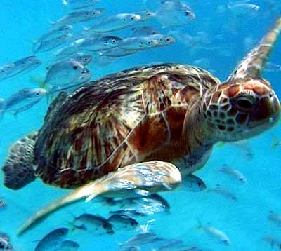 Leatherback Turtle: Facts, Characteristics, Habitat and More