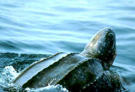 Loggerhead Sea Turtle: Facts, Characteristics, Habitat and More