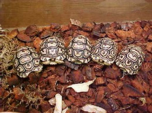 Leopard Tortoise: Facts, Characteristics, Habitat and More