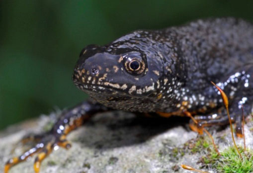 Palmate Newt: Facts, Characteristics, Habitat and More