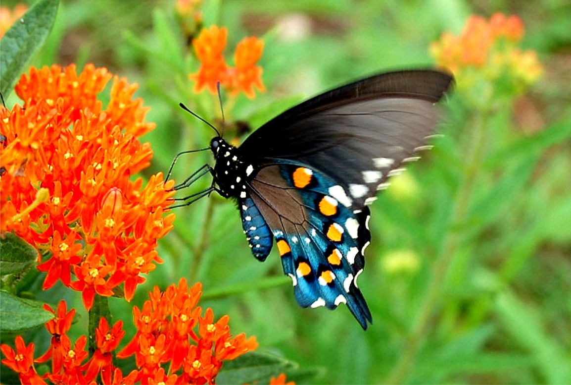 Pipevine Swallowtail: Facts, Characteristics, Habitat and More