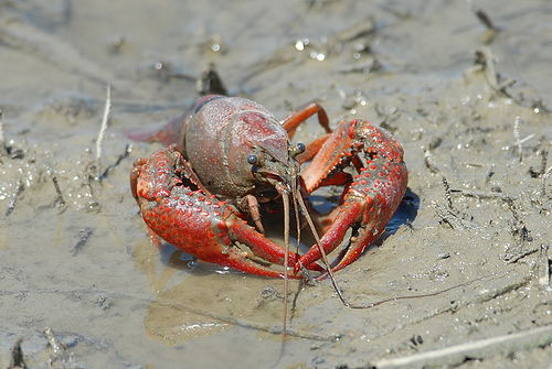 Procambarus Clarkii: Facts, Characteristics, Habitat and More