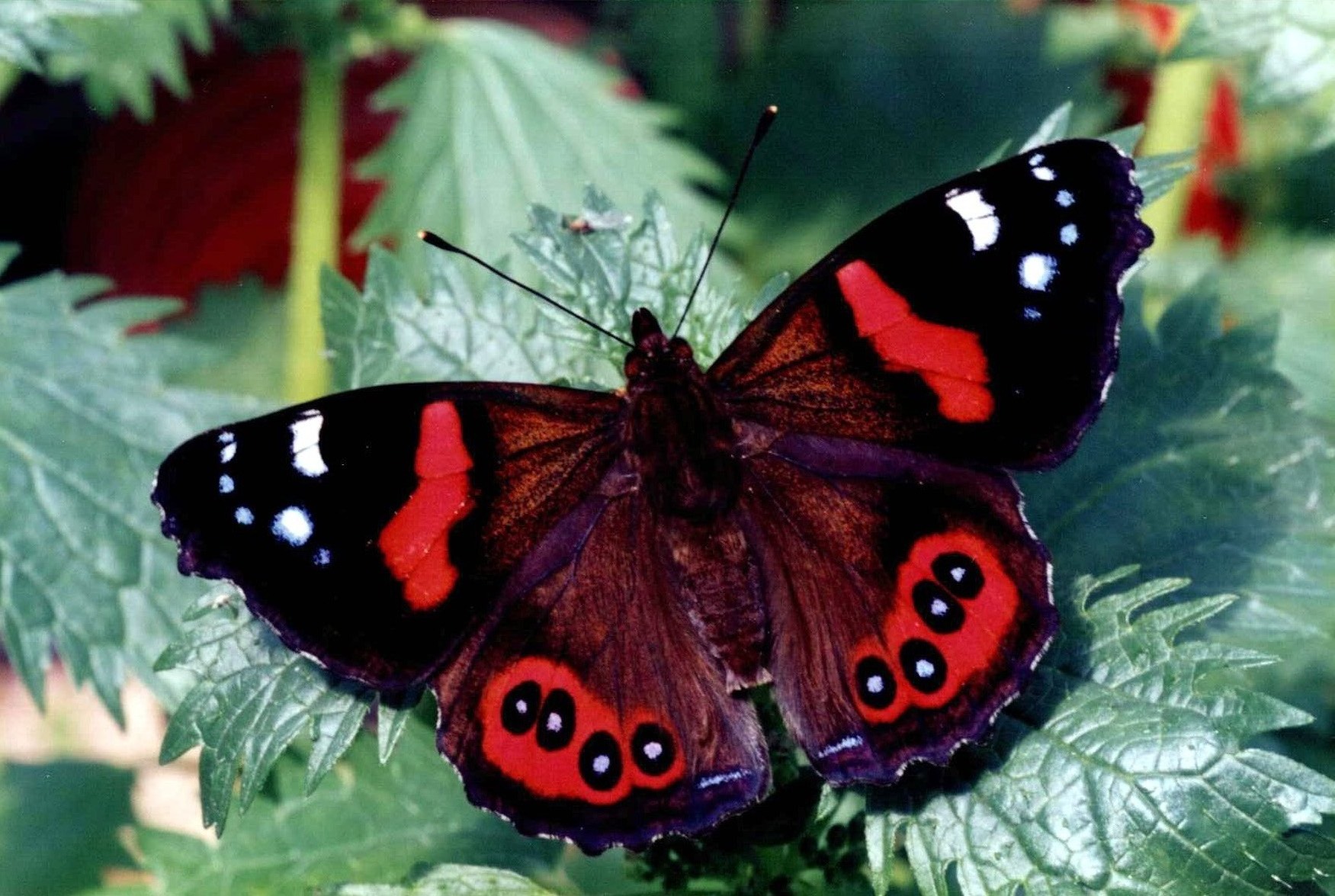 Red Admiral: Facts, Characteristics, Habitat and More