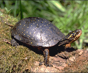 Spotted Turtle: Facts, Characteristics, Habitat and More