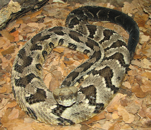 Timber Rattlesnake: Facts, Characteristics, Habitat and More