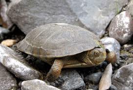 Western Pond Turtle: Facts, Characteristics, Habitat and More