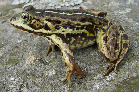 Pool Frog: Facts, Characteristics, Habitat and More