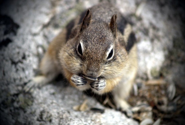 Alpine Chipmunk: Facts, Characteristics, Habitat and More