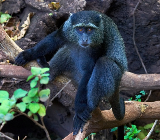 Blue Monkey: Facts, Characteristics, Habitat and More