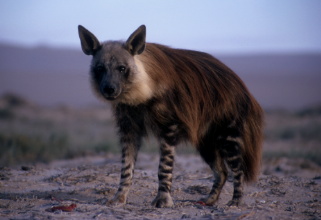 Brown Hyena: Facts, Characteristics, Habitat and More