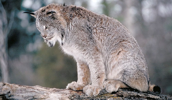 Canada Lynx: Facts, Characteristics, Habitat and ore