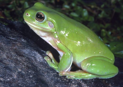 Green Tree Frog: Facts, Characteristics, Habitat and More