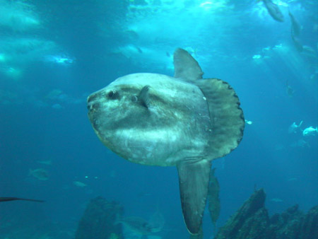 Ocean Sunfish: Facts, Characteristics, Habitat and More