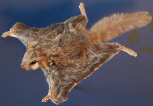 Southern Flying Squirrel: Facts, Characteristics, Habitat and More