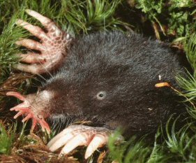 Star Nosed Mole: Facts, Characteristics, Habitat and More