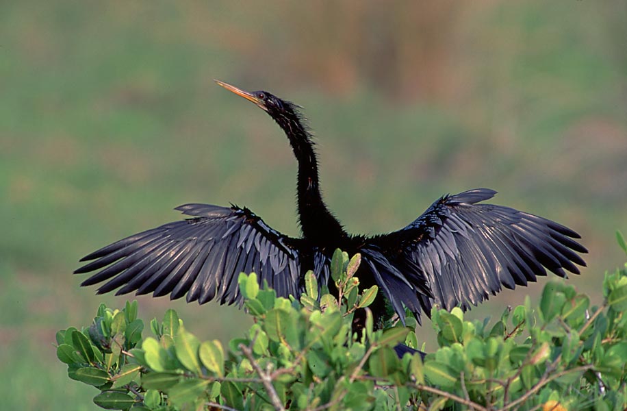 Anhinga: Facts, Characteristics, Habitat and More