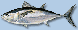 Blackfin Tuna: Facts, Characteristics, Habitat and More