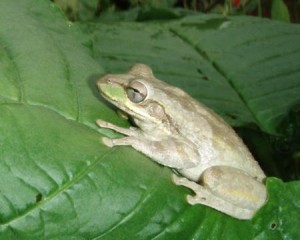 Cuban Tree Frog 3