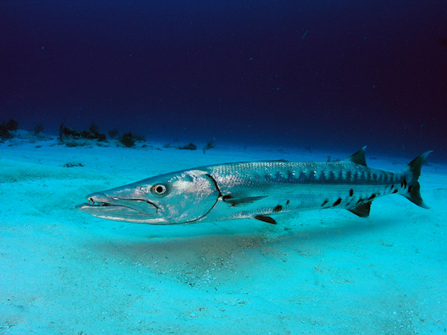 Great Barracuda: Facts, Characteristics, Habitat and More