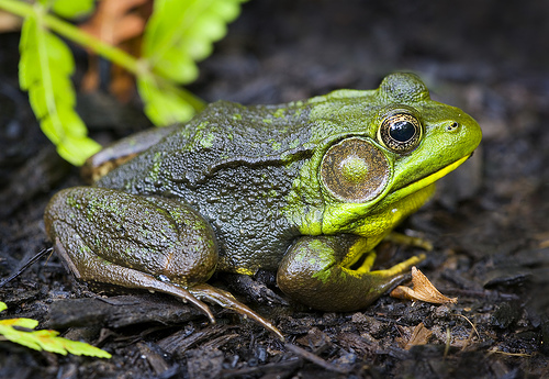 Green Frog: Facts, Characteristics, Habitat and More